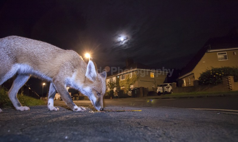 Halloween fox, the fox is eating leftover eggs from Bristol trick or t - Urban Foxes, Bristol, Great Britain