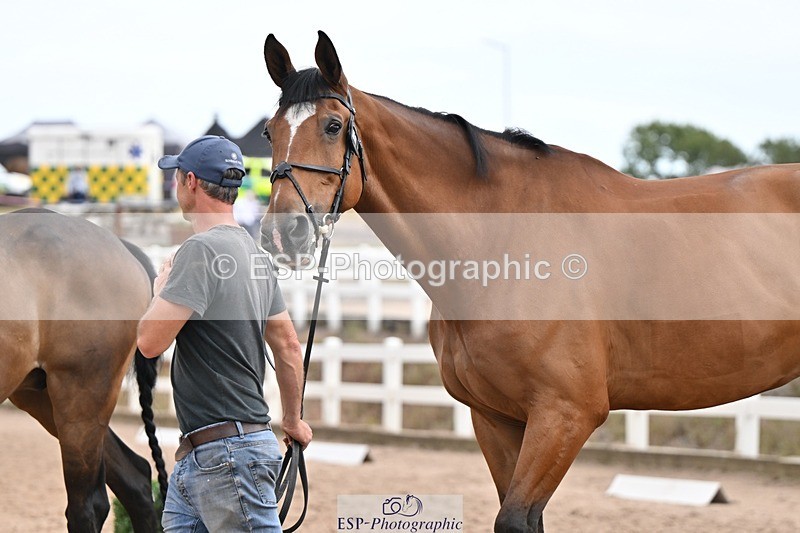 250716-145715-01547 - Trot Up 2.30 to 3.30