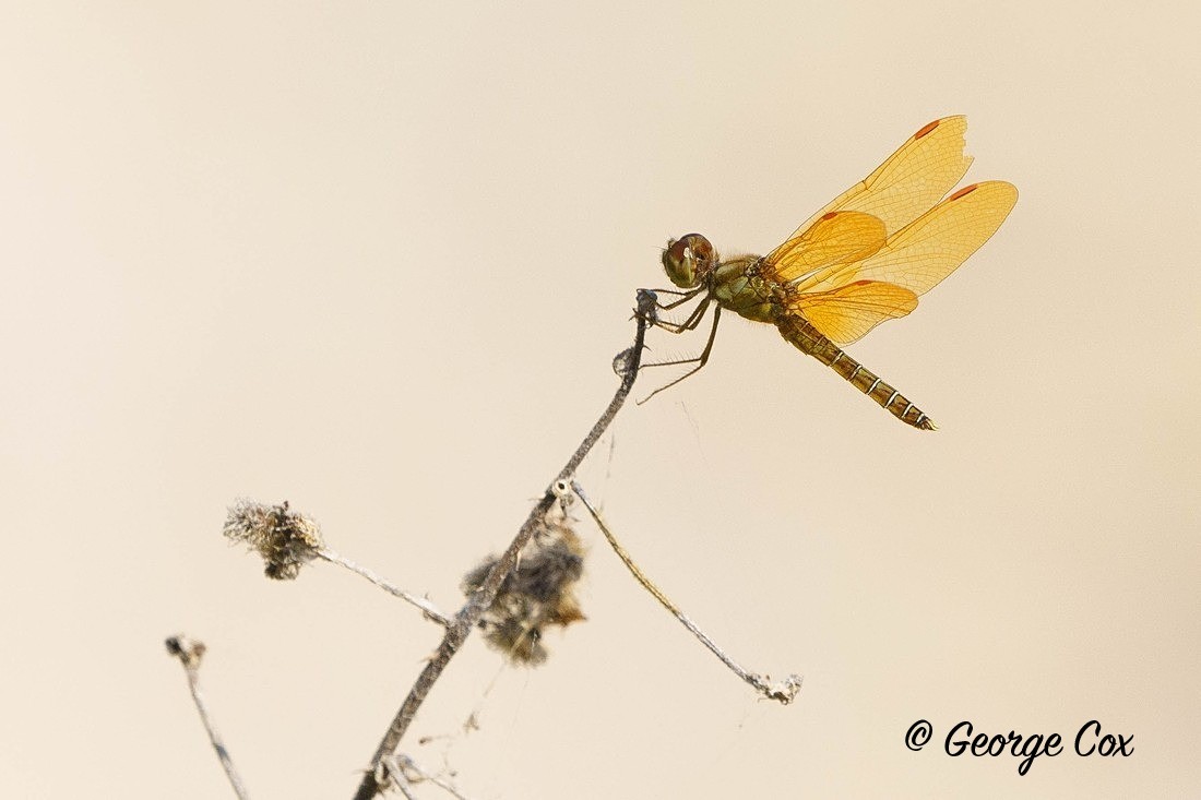 Dragonfly - Brazil