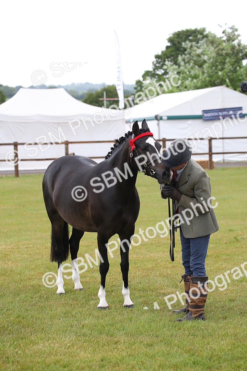 SBM_00082 - Class 17-20 - Arab & Part Bred - Anglo Arab In Hand