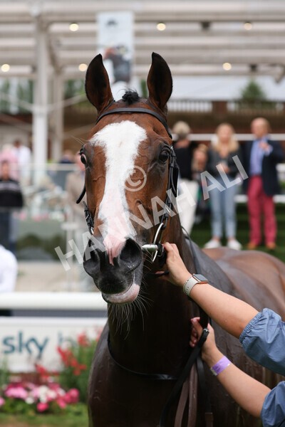 yr22072022r6-41 - Race 6 7.50pm Gallop Racing Stakes