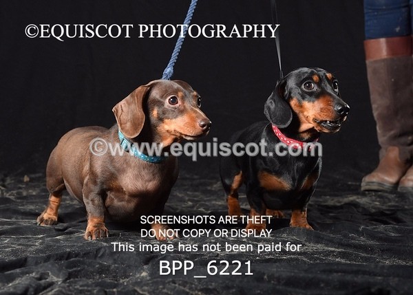 BPP_6221 - LESLEY GRANGER DOGS