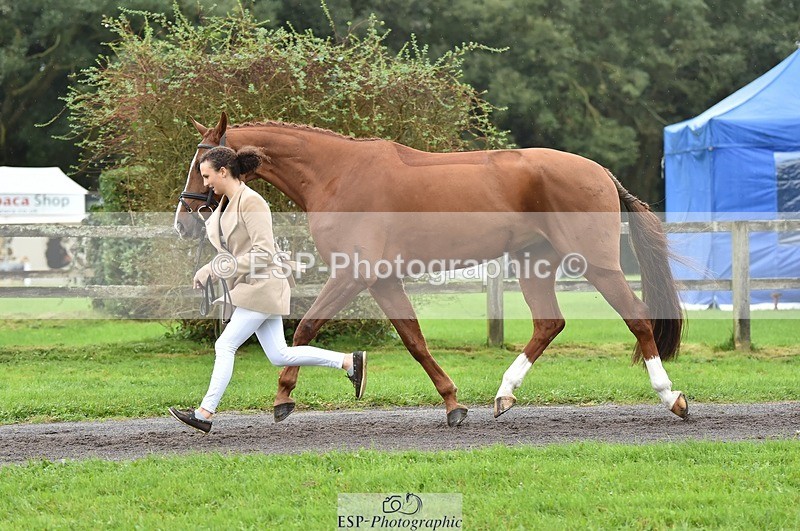 231018-123858-00425 - 051-VITAL.DK.Z-Isny.O'Donnell-TrotUp