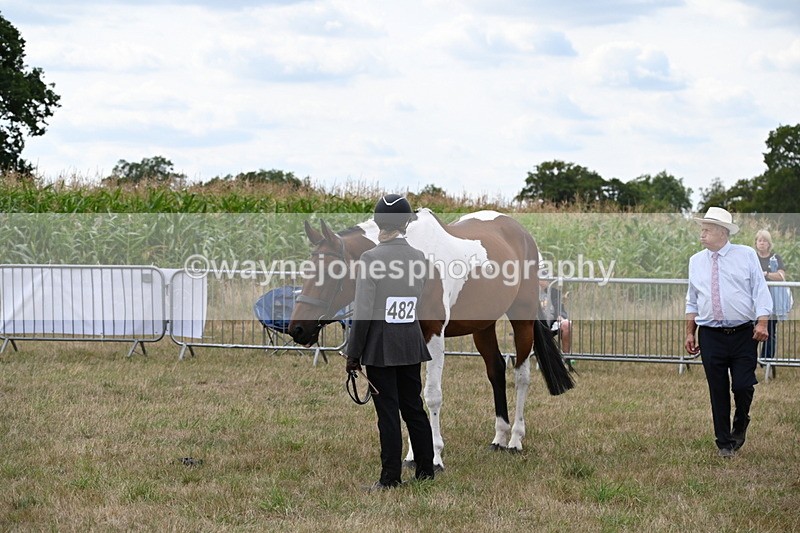 WJ6_6065 - Class 19 In-hand Veterans (Uploaded correct folder)