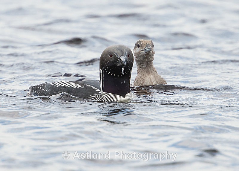 Astland Photography, Bird and Wildlife Images, Susan and Peter Wilson, U.K.