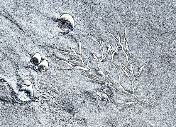  - The Sand Gallery