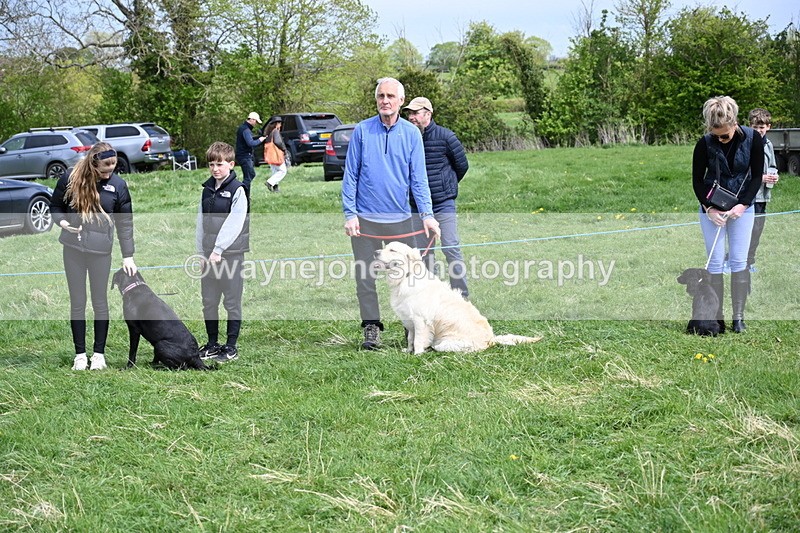 WJ6_8706 - Class 8 Best Working / Gun Dog or Bitch