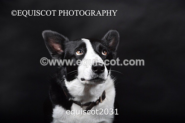 equiscot2031 - SKY & NELL