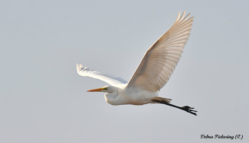Great White Egret - Birds