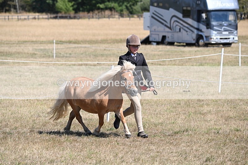 WJ6_8609 - Class 37b Best Loan Pony In-hand
