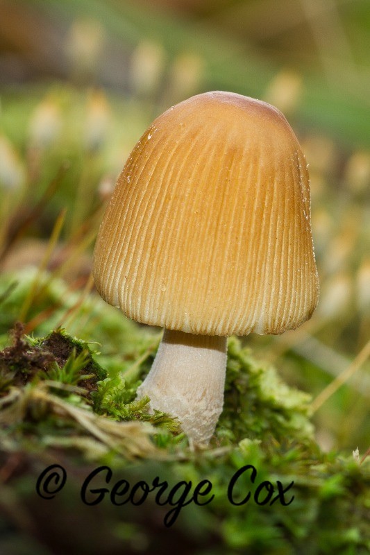 Glistening Ink Cap