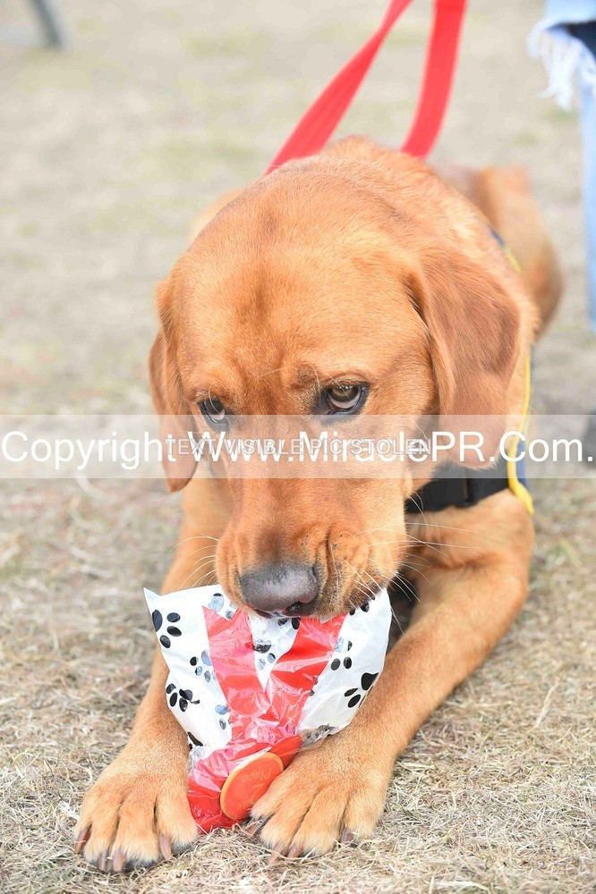 SH4_0165 - Dog show.