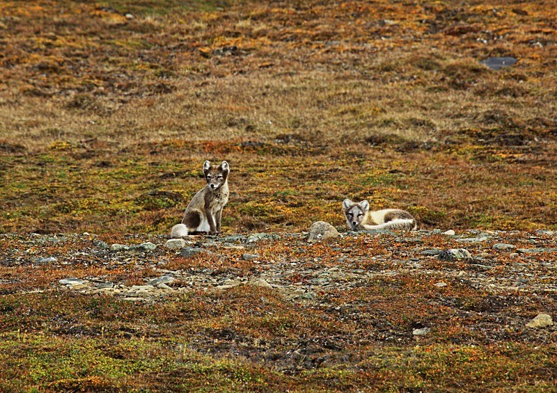 Arctic foxes 3822 - Wildlife