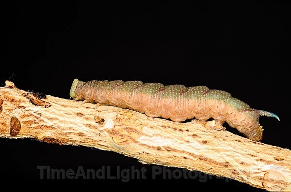 Lime Hawkmoth Caterpillar - Butterflies, Moths & Caterpillars