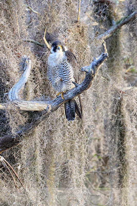 Peregrine Falcon perched at Blue Cypress Lake, Florida - Peregrine Falcon