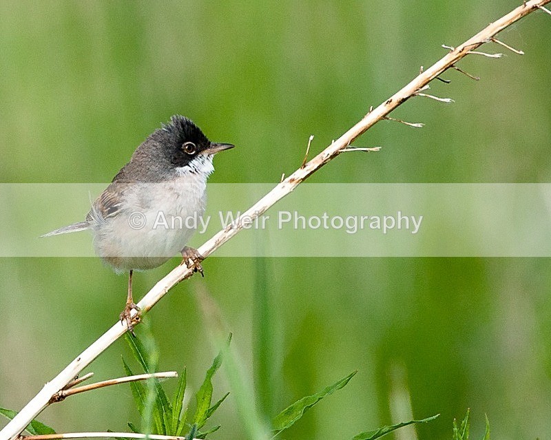20090603-029 - Whitethroat