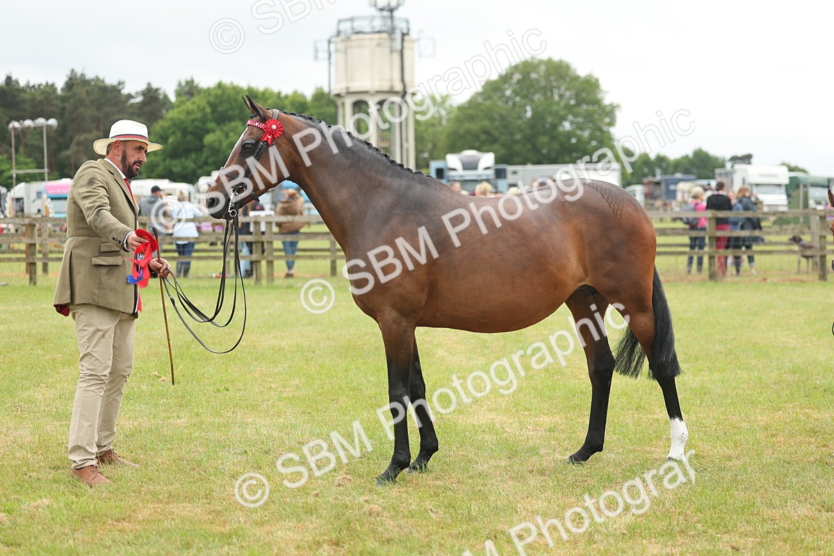 SBM_05595 - Class 68-73 - Riding Pony Breeding