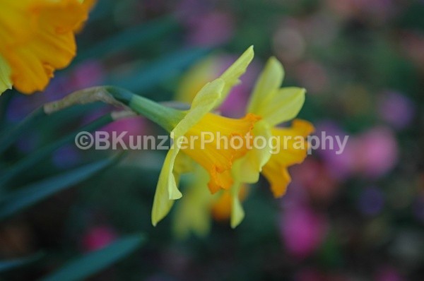 - Golden Gate Park Springtime