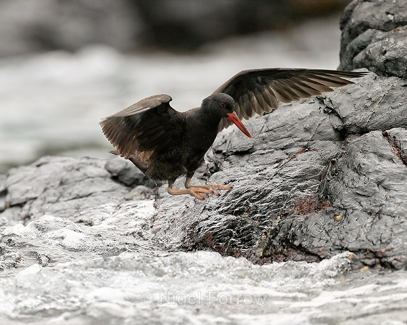 Blackish Oystercatcher (juvenile) jumping out of sea, Chanaral Island - Blackish Oystercatcher