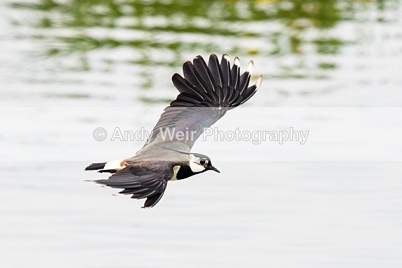 20180608-Woolston8E0A9533 - Lapwing