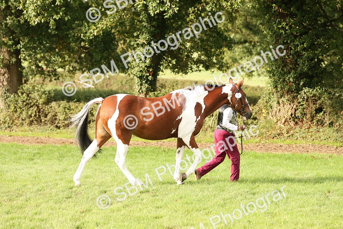 SBM_56775 - S54 - Piebald & Skewbald Horse In Hand