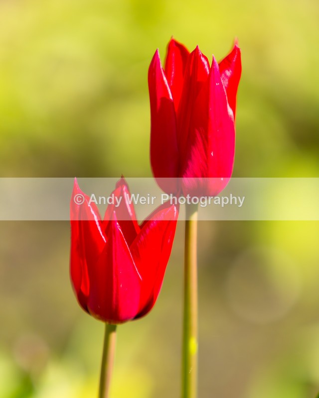 20160419-3K8A3363 - Plants & Flowers