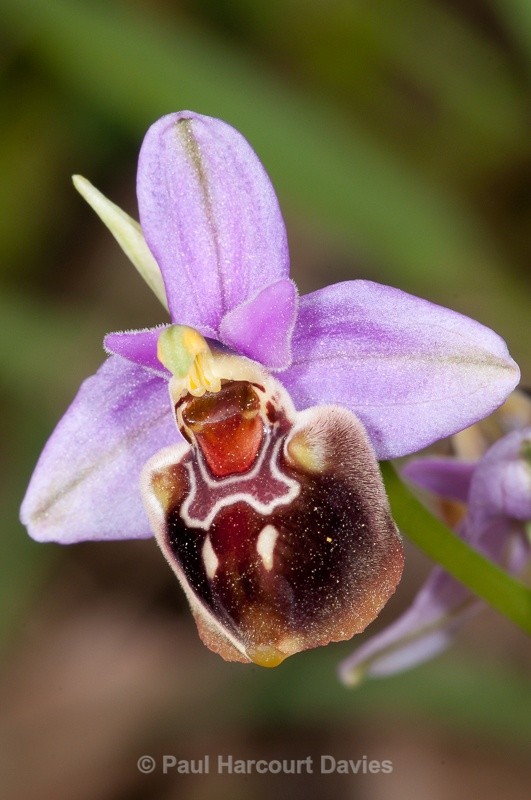  - Orchids - Crete