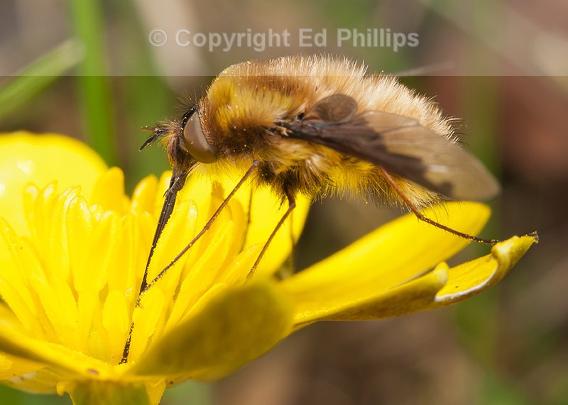 Bombylius major
