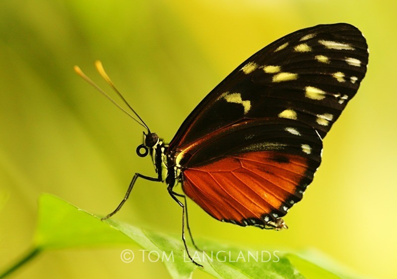 Harmonia Tiger Wing - Macro