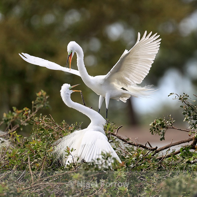 Great Egret arrives at nest, Venice Rookery, Florida - Great Egret