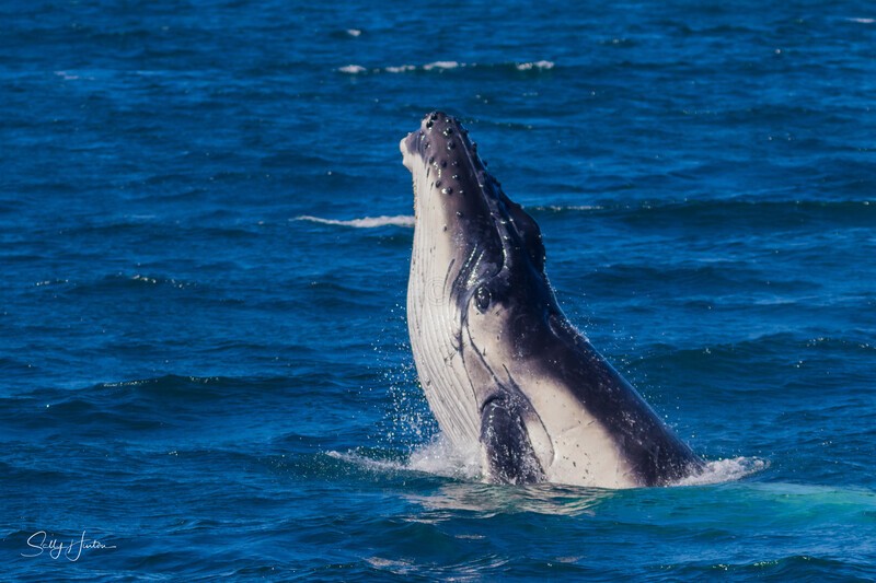 Humpback Calf head-lunge 8. 0A3A9465 - 2025 Whales