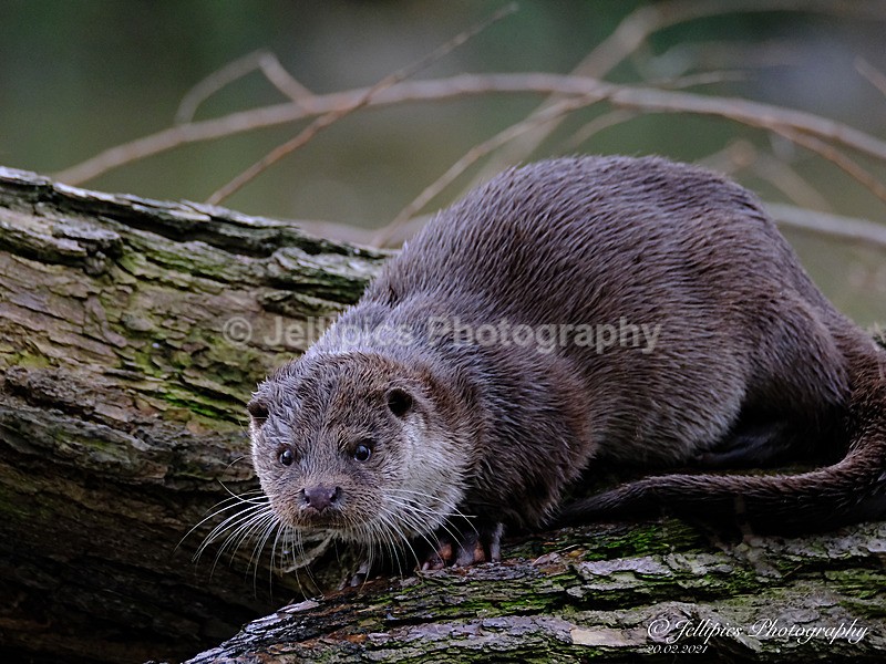  - Wildlife and Nature