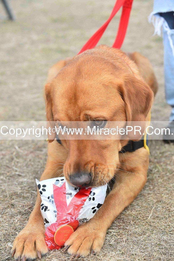 SH4_0158 - Dog show.