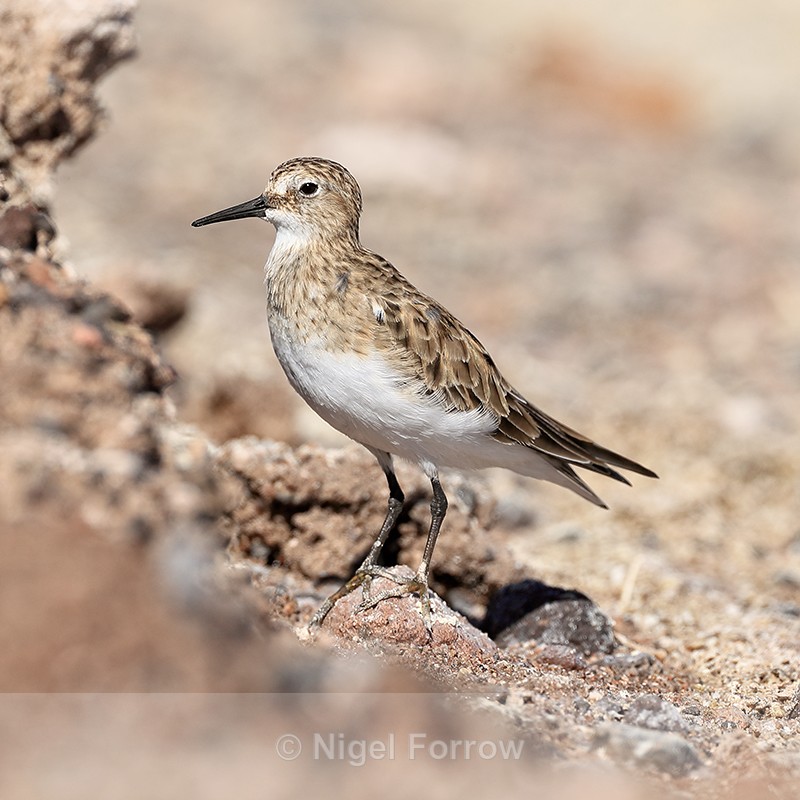 Close view of Baird's Sandpiper, Chaxa, Chile - Baird's Sandpiper