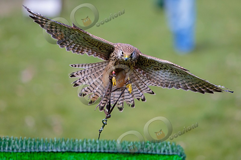 Tin Tin coming into land - Our Birds