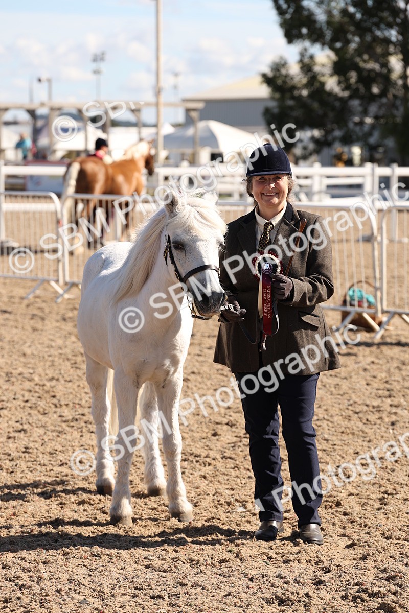 SBM_12972 - Class 206 - IH Non Show Type Pony