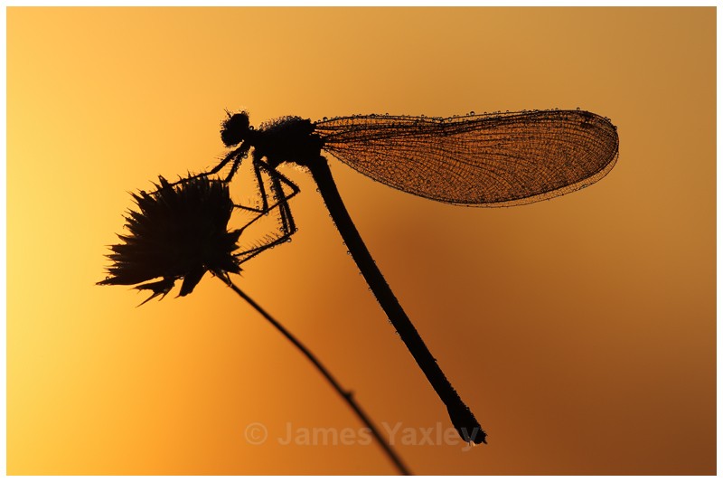 Demoiselle Sunrise - The British Wildlife Photography Awards 2009 to 2014