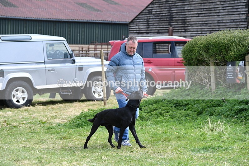 WJ5_9583 - Class 3 Most Handsome Dog
