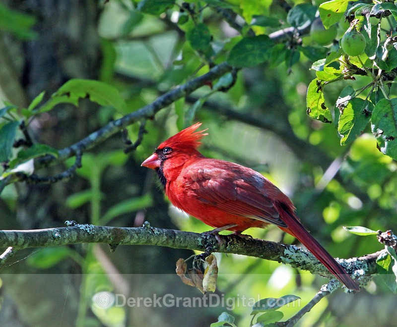 Northern Cardinal - Male - Birds of Atlantic Canada