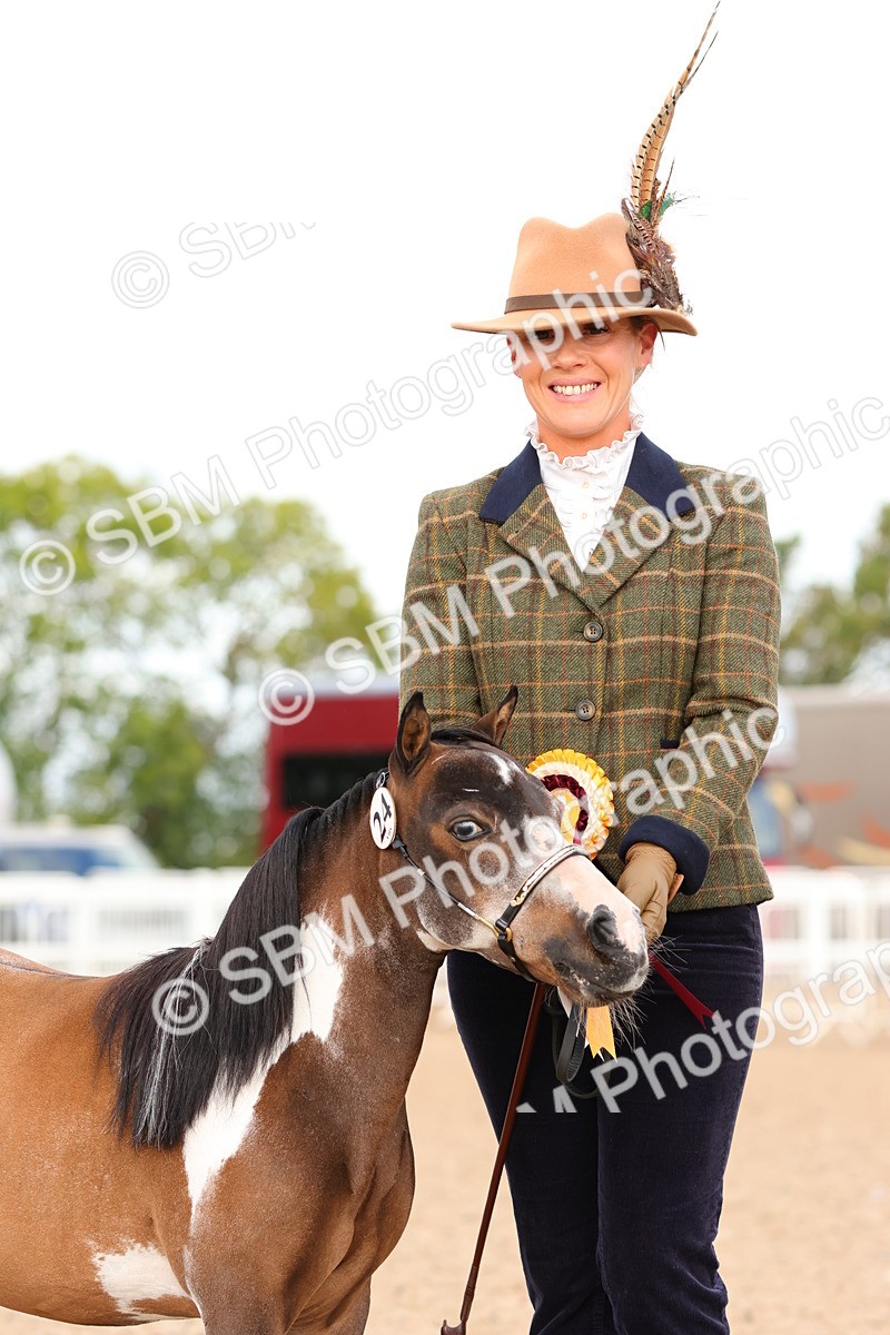 SBM_10348 - Class 206 - IH Non Show Type Pony