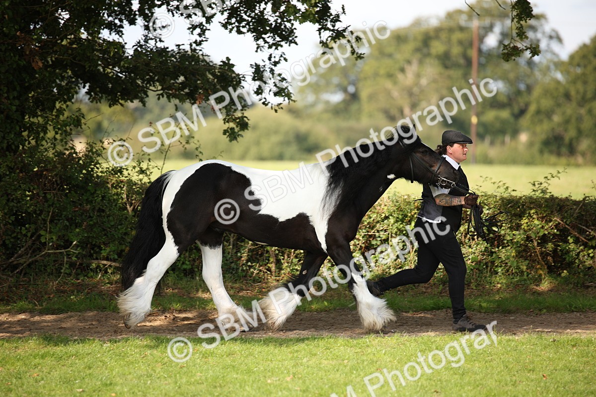 SBM_62198 - S55 - Traditional Cob In Hand