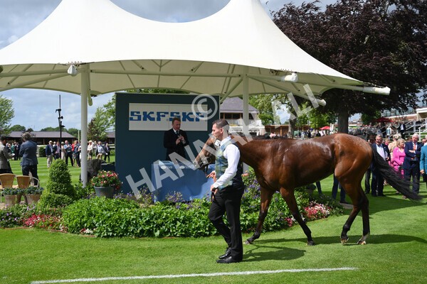 yr10062022r2-46 - Race 2 2.30pm SKF Rous Selling Stakes