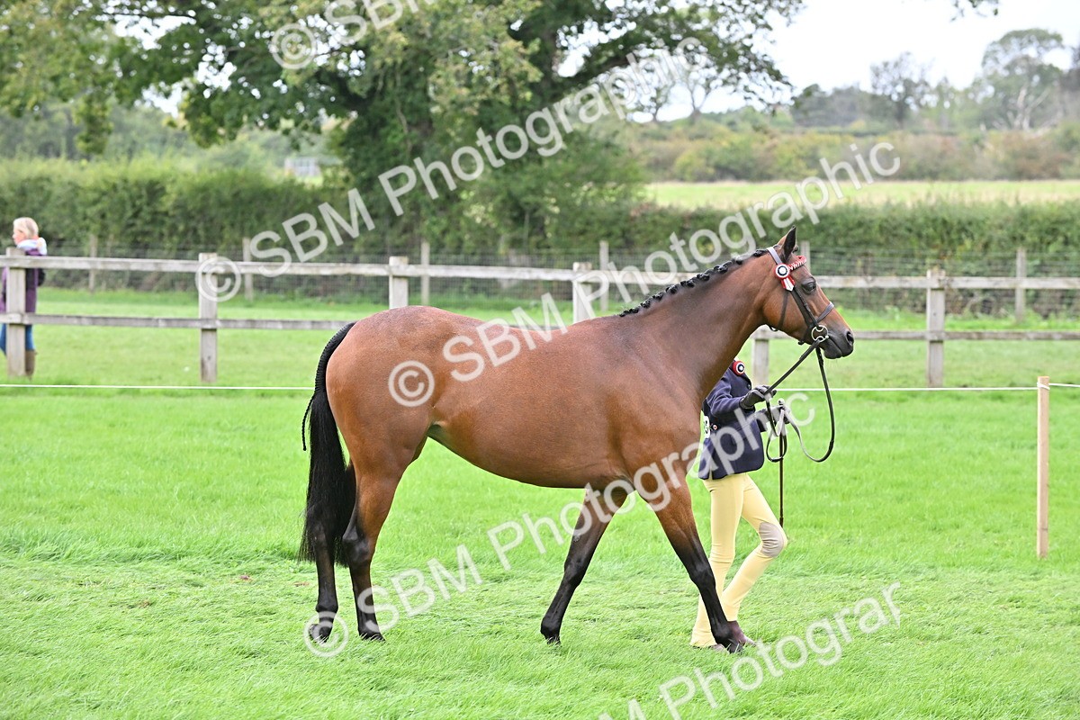 SBM_64924 - S50 - Show Pony & Show Hunter Pony In Hand