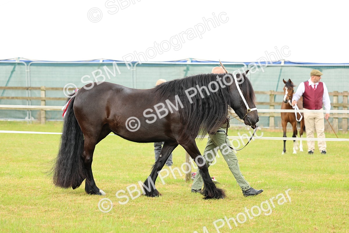 SBM_00495 - Class 58-67 - M&M Non Welsh Pony In hand