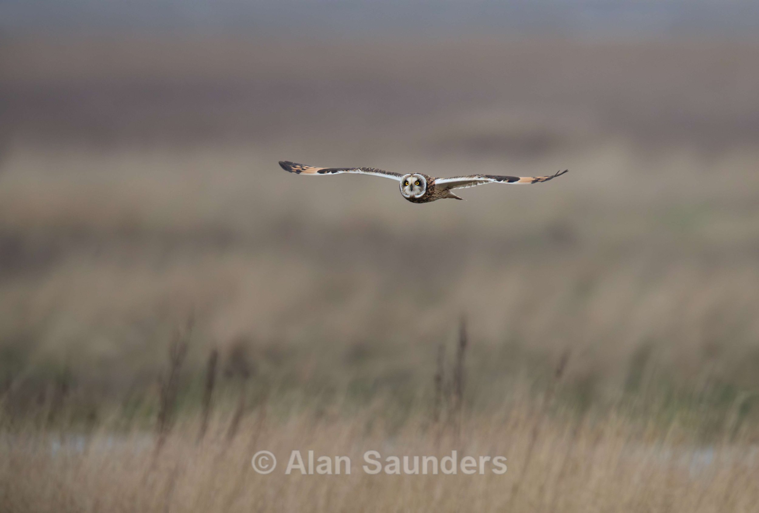 Short Eared Owl