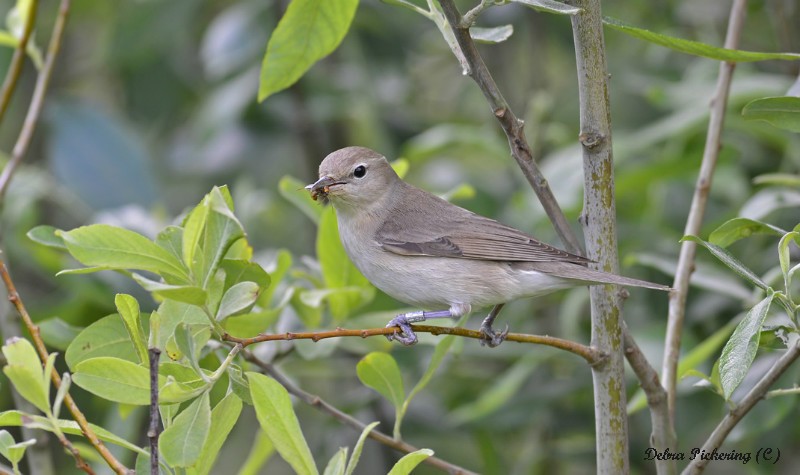 Garden Warbler - Birds