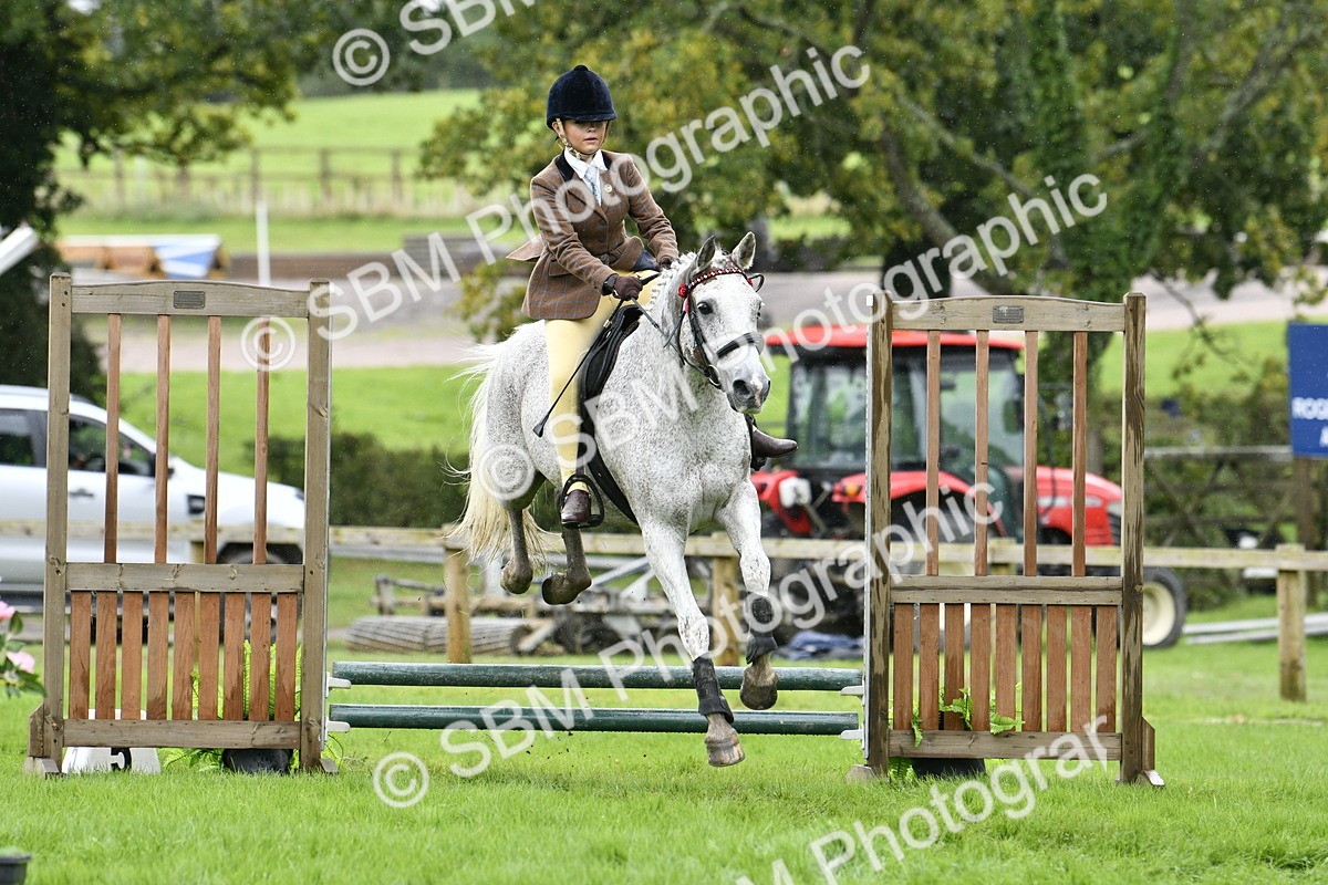 SBM_41450 - S32 - Mountain & Moorland Working Hunter Pony