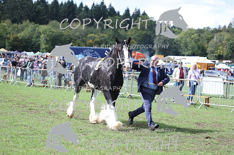 APP_3383 - Class 5 In Hand Championship