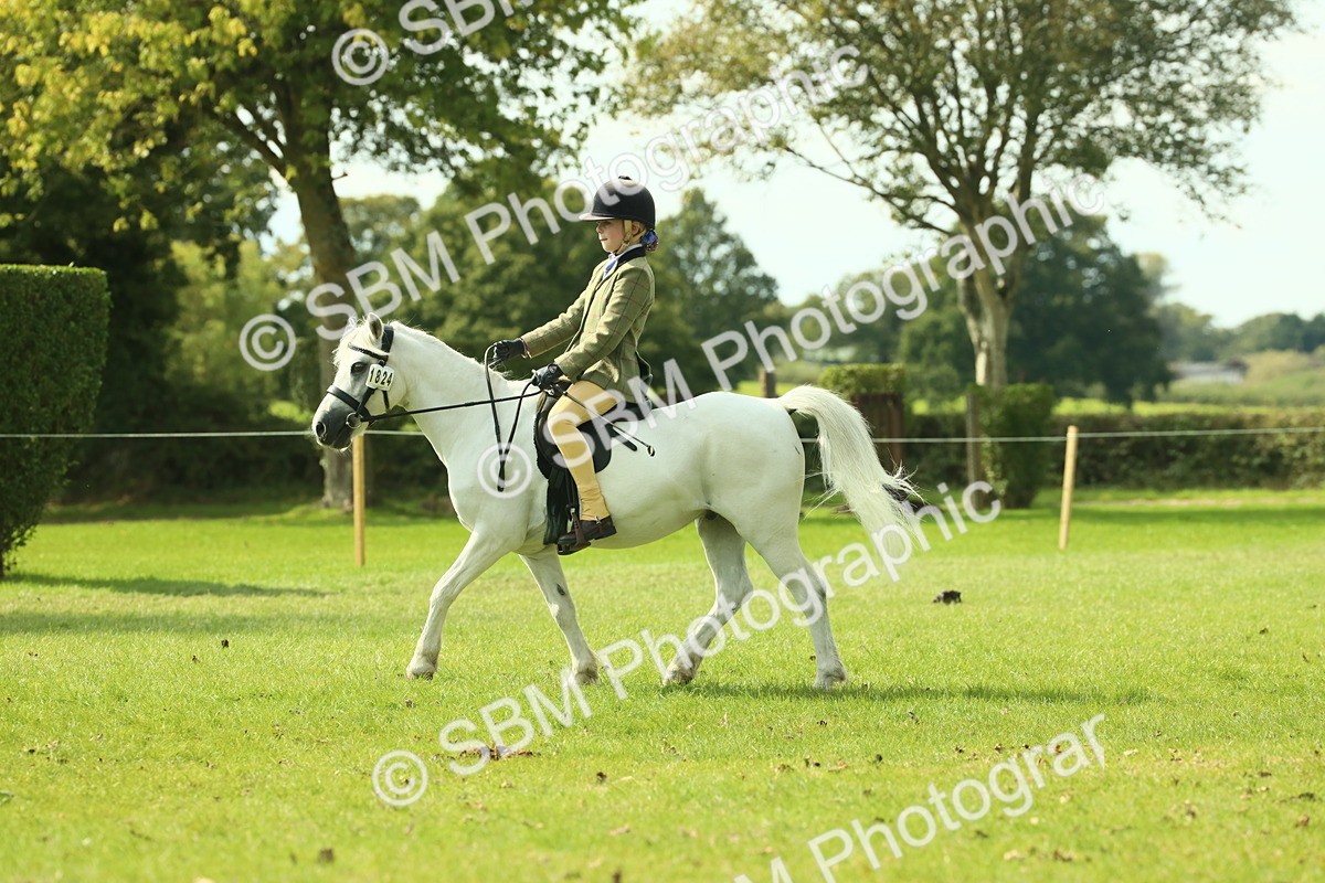 SBM_66488 - S34 - Rehabilitated Rescue Horse & Pony In Hand & Ridden