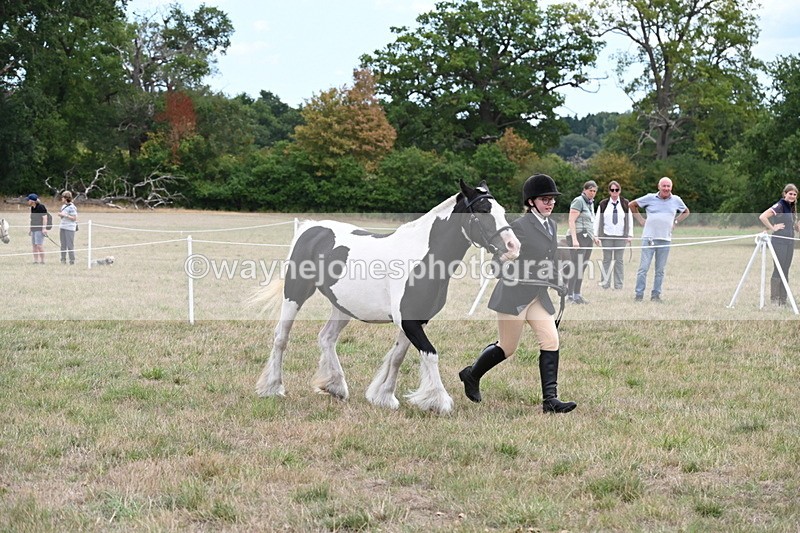 WJ6_5708 - Class 18 In-hand Coloured